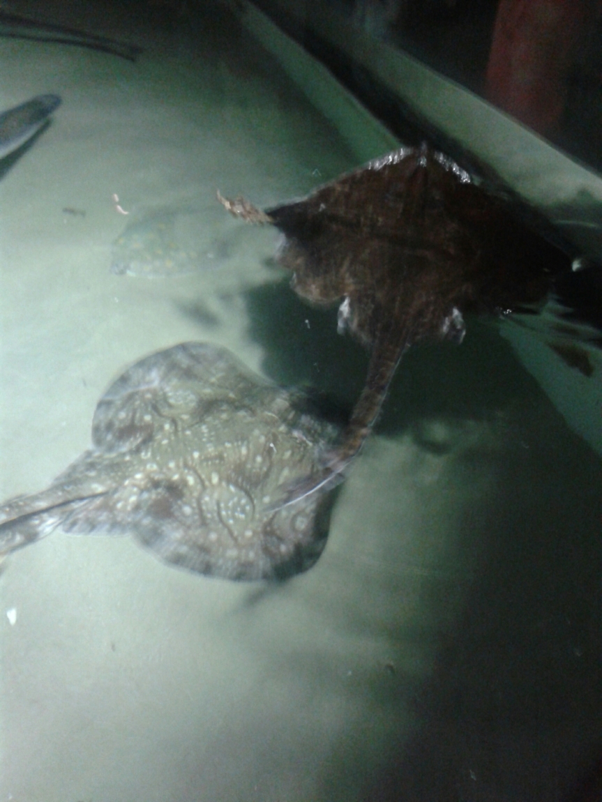 Rays At Sea Life Centre in London