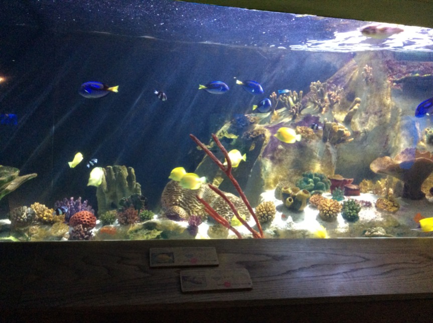 National Marine Aquarium coloured fish
