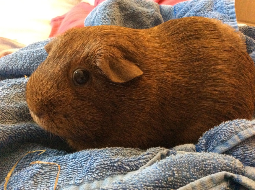 Chestnut Guinea Pig Looking Gorgeous
